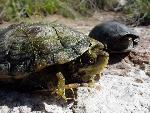 Sonora mud turtles