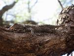 Clark's Spiny Lizard