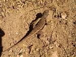 Clark's Spiny Lizard