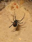 Western Black Widow