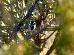 Black-throated Sparrow