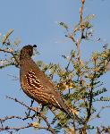 Gambel's Quail