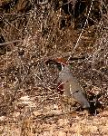 Gambel's Quail