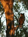 Great Horned Owl
