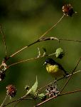 Lesser Goldfinch