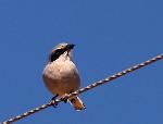 Loggerhead Shrike