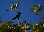 Phainopepla
