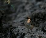 Rock Wren
