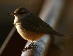 Rock Wren