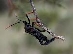 Giant Agave Bug