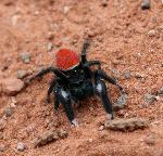 Jumping Spider