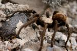 Desert Tarantula