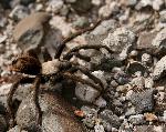 Desert Tarantula