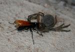 Tarantula Hawk with prey