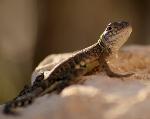 Greater Earless Lizard