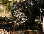 Javelina