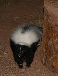 Striped Skunk