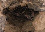 Ringtail