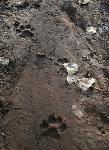 Lion Tracks