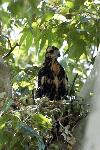 Baby Common Blackhawk