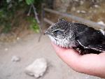 White Throated Swift
