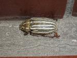 Ten-lined June Beetle