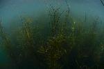Dive Image Three