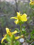 Creosote 2 102811_SH