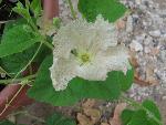 Devils Claw 102811_SH