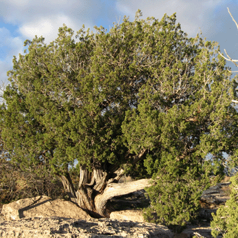 One-Seed Juniper growing on the rim of Montezuma Well