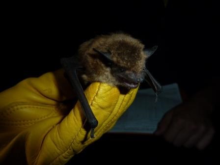 A hairy bat held by a person with a yellow leather glove.