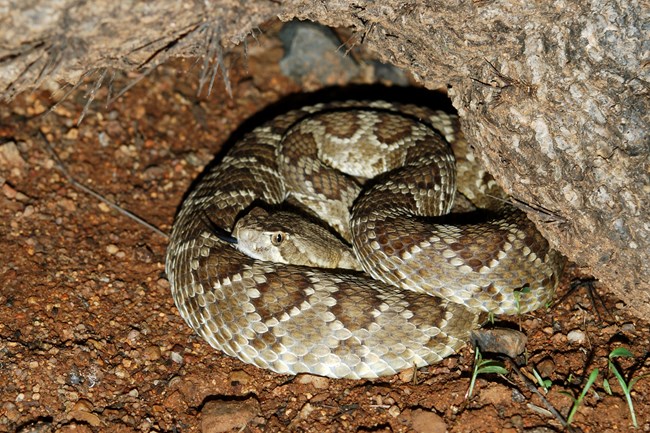 A Mohave Rattlesnake