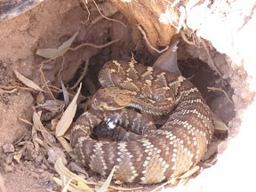 Black-tail Rattlesnake