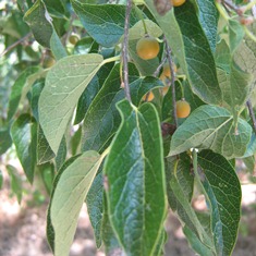 Hackberry 