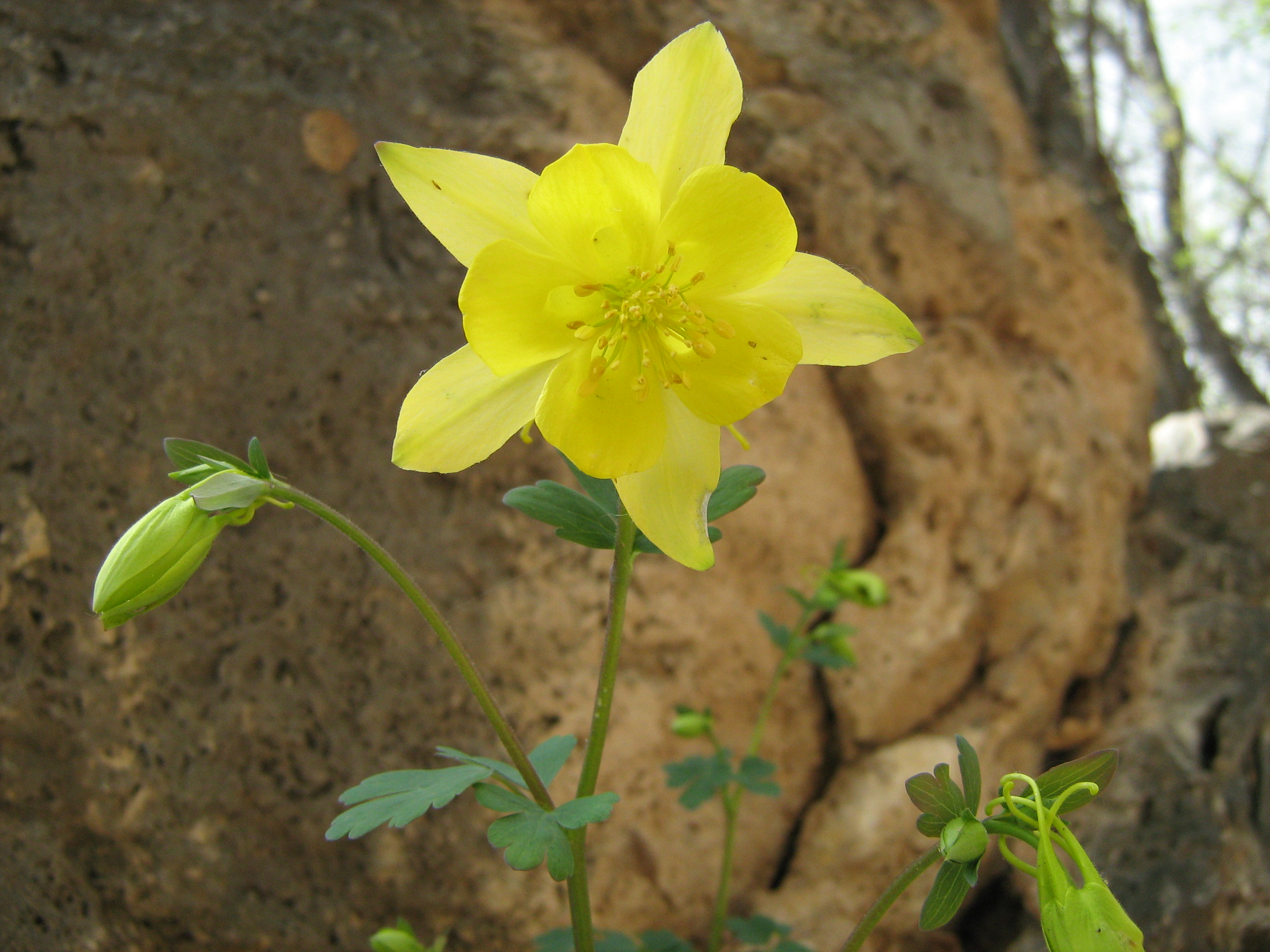 Columbine at Montezuma Well