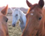 Day of the Cowboy Events