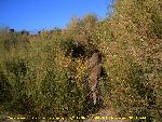 photo of bobcat