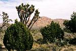 Teutonia Peak