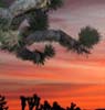 sunset at Cima Dome