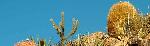 Barrel Cactus Garden