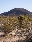 A cinder cone type of volcano with a Mojave yucca