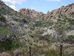 Canyon above Arrowweed Spring