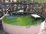 AAOM Spring tank