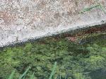 Frogs in Bathtub Spring NY