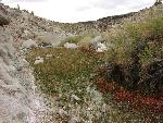 Cane Spring (unknown)