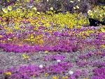 Wildflowers near Cinder Cones