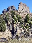 Joshua tree and Castle Peaks