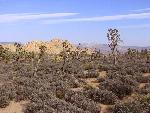 Cima Done, Teutonia Peak, & Joshua trees