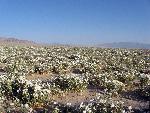 Evening Primrose in Devils Playground