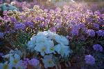 Kelso Dunes Wildflowers